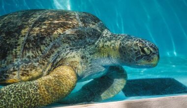 Meatloaf, the gigantic sea turtle, recovering at Aquarium of the Pacific