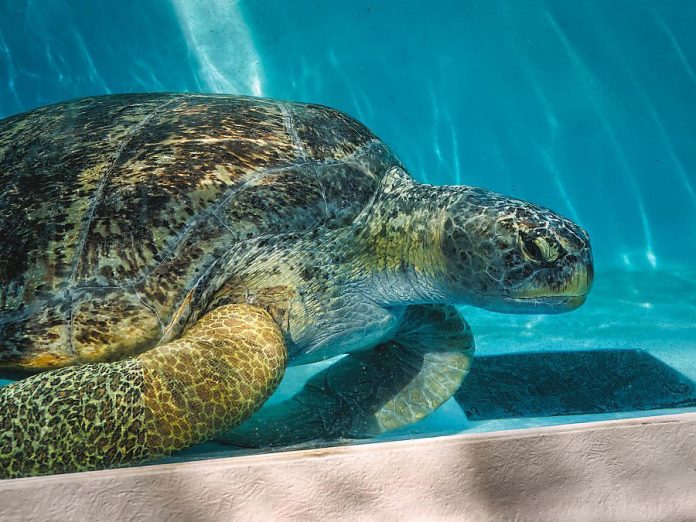 Meatloaf, the gigantic sea turtle, recovering at Aquarium of the Pacific