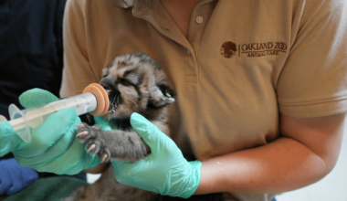 Mountain lion cub orphaned in SoCal transferred to Oakland Zoo – NBC Los Angeles