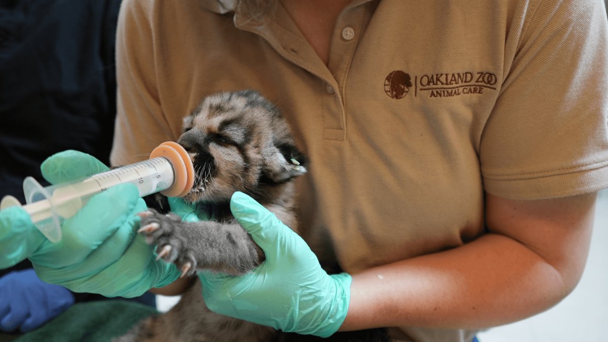 Mountain lion cub orphaned in SoCal transferred to Oakland Zoo – NBC Los Angeles