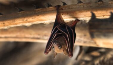 Rabid bat found at Fullerton College, OC health officials say – NBC Los Angeles