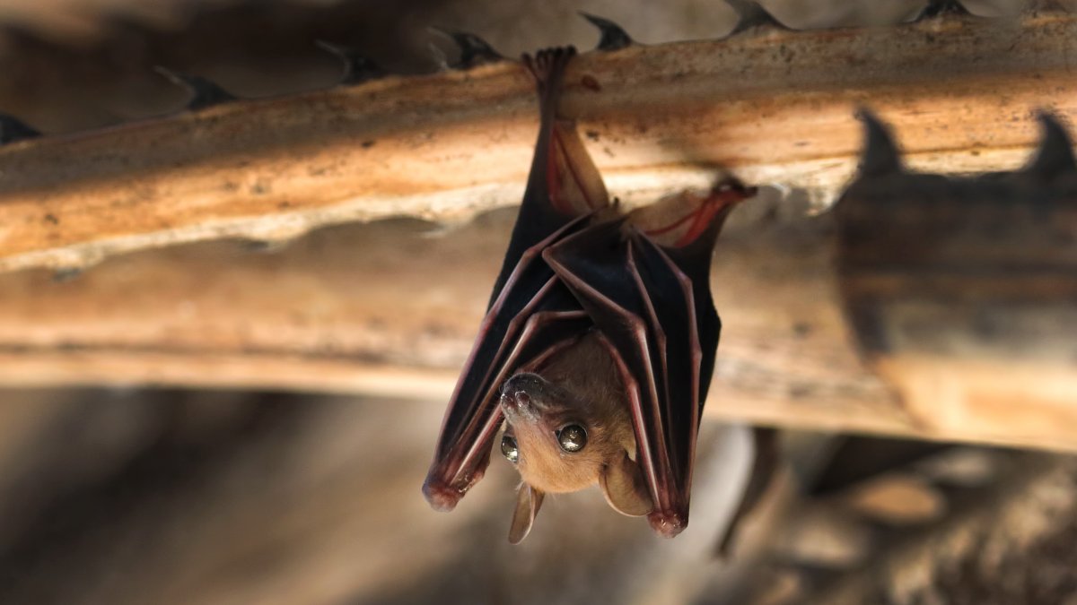 Rabid bat found at Fullerton College, OC health officials say – NBC Los Angeles