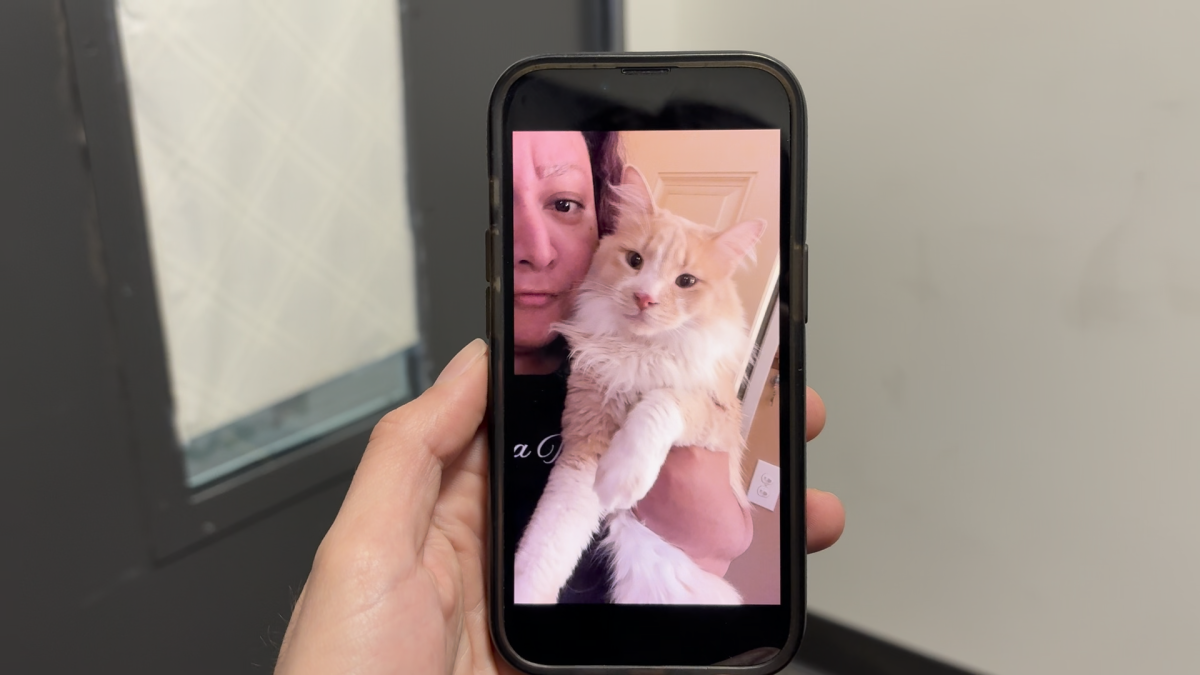 How San Diego pet owners can save with virtual vet visits – NBC 7 San Diego