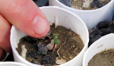 Nevada lithium mine clears major hurdle despite conservationists’ worries for rare wildflower