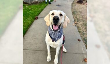 Meet Lab Becker, your handsome, loyal sidekick – Orange County Register