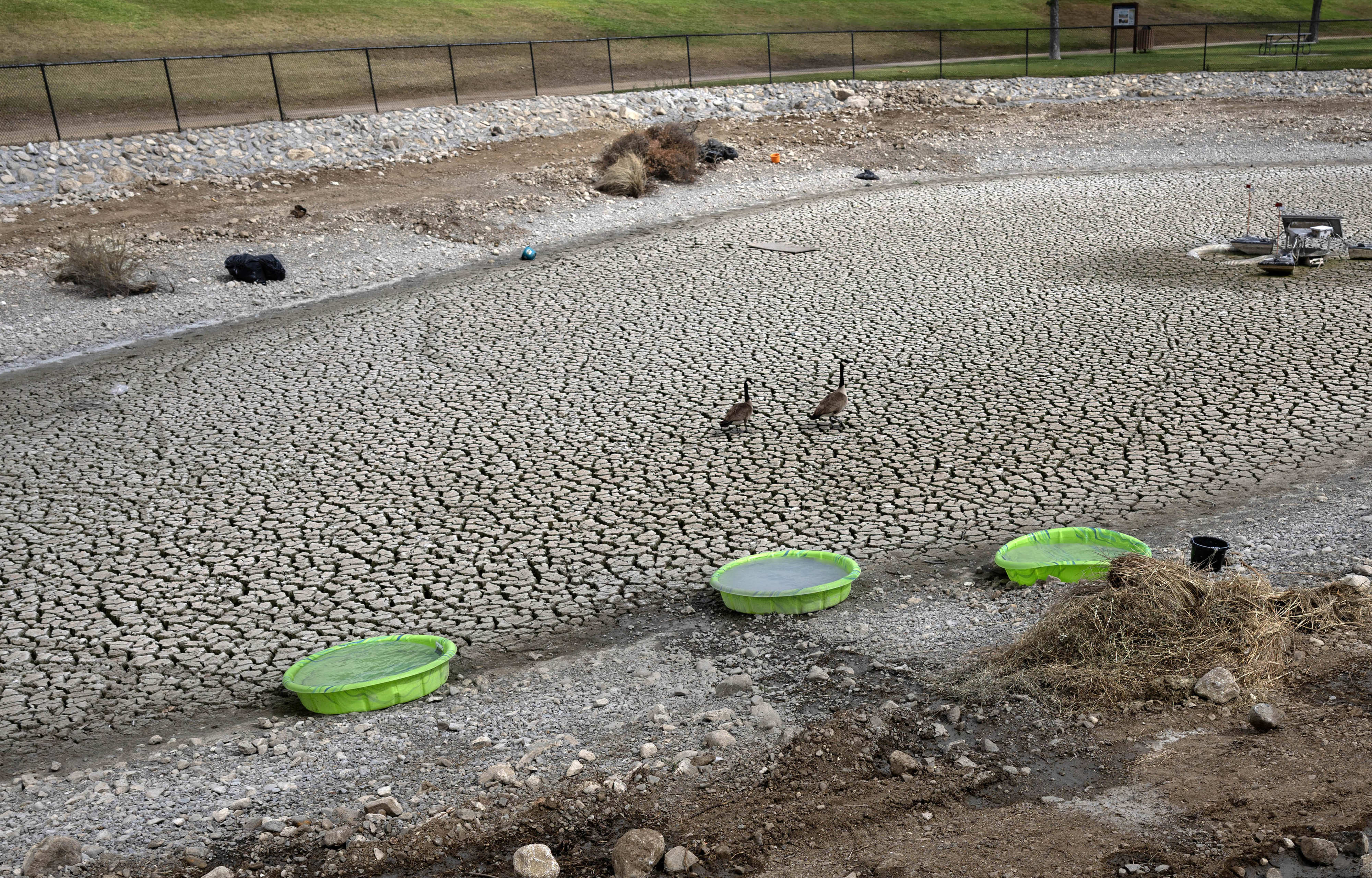 Birds stroll inside the El Modena Basin Natural Treatment System...