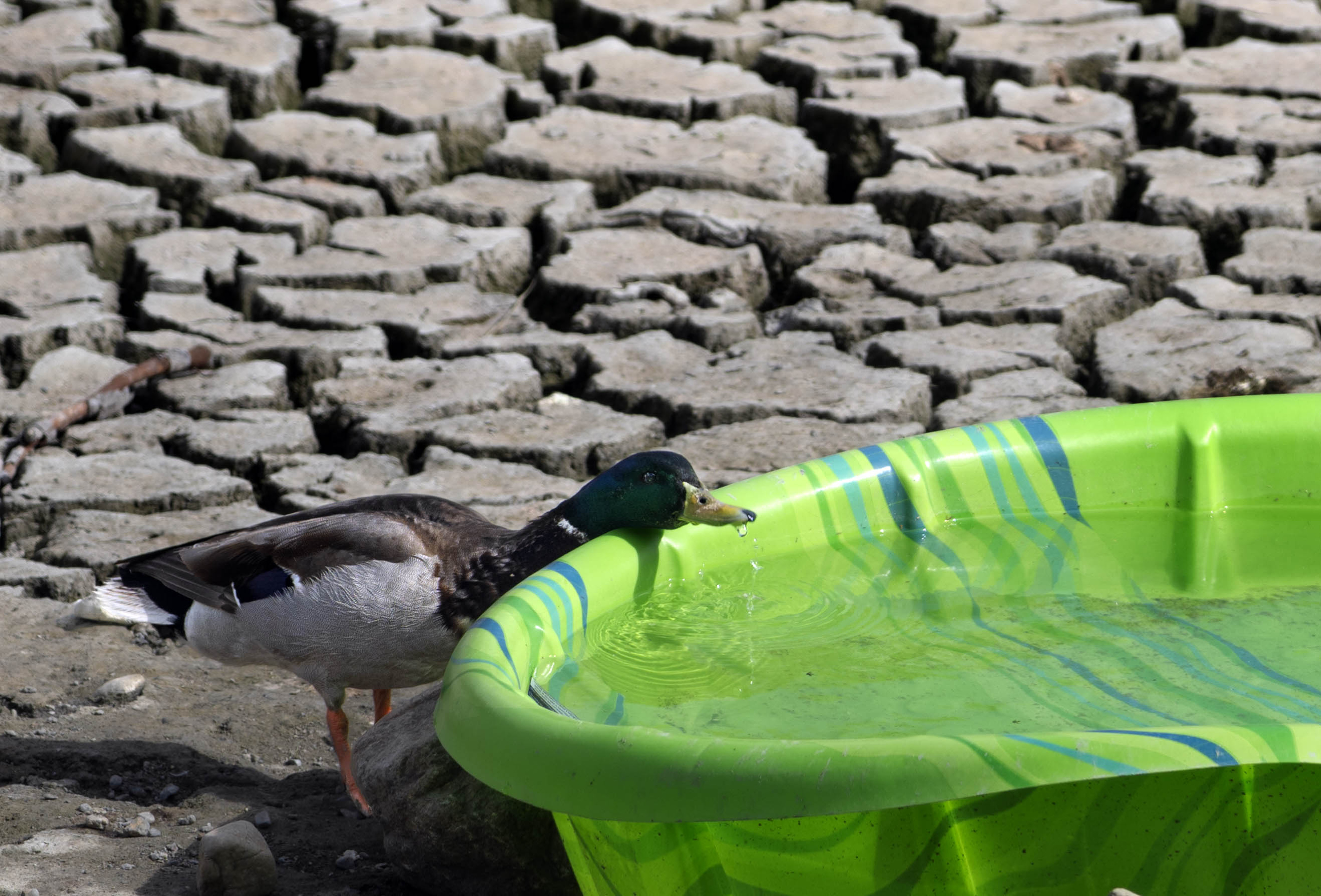 A mallard takes a drink of water from a kiddie...