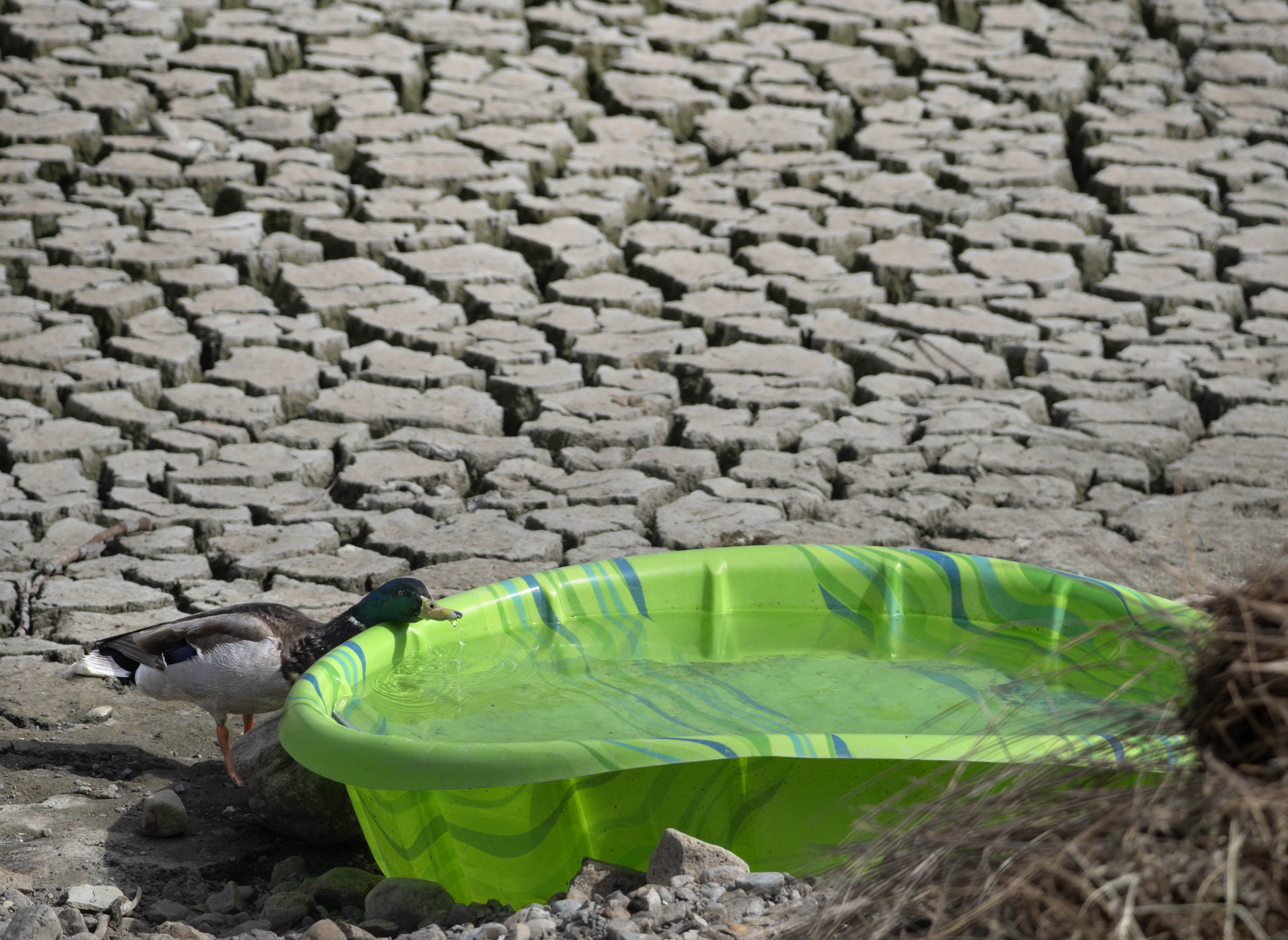 A mallard takes a drink of water from a kiddie...