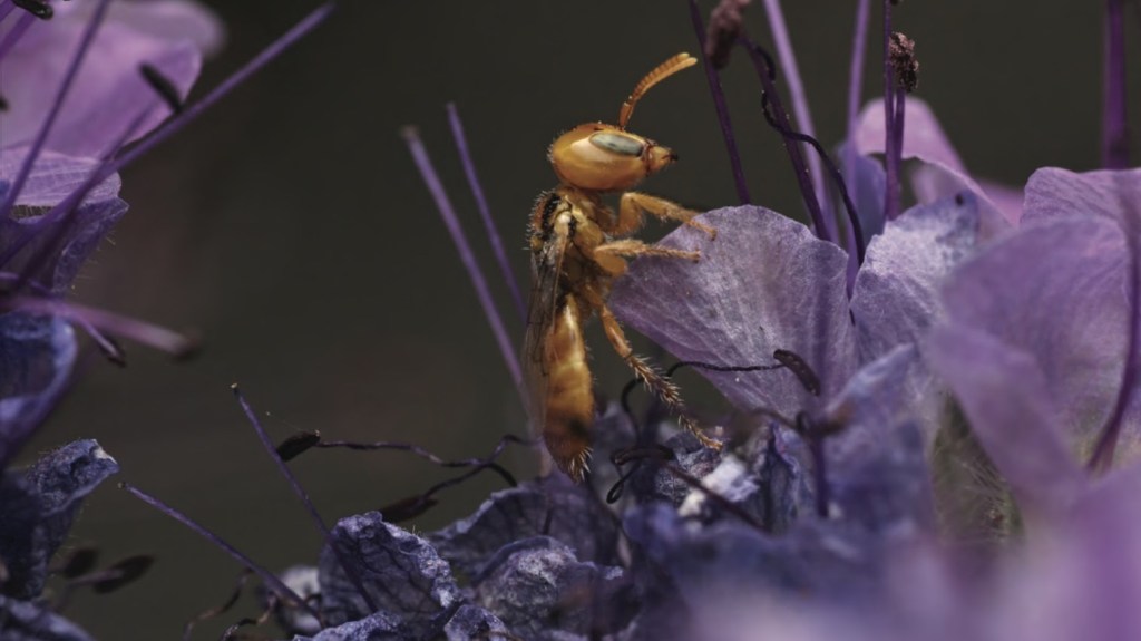 See California’s native bees close up in Krystle Hickman’s photos – Orange County Register
