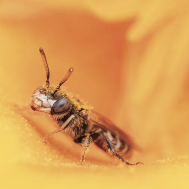 San Fernando Valley-based Krystle Hickman, a National Geographic Explorer and conservation photographer, recently published "The ABCs of California's Native Bees," a photo book documenting the species that she has found around the state. (Photo credit Krystle Hickman / Courtesy of Heyday Books)