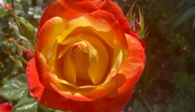 Why April is the ideal time for Southern California roses – Orange County Register
