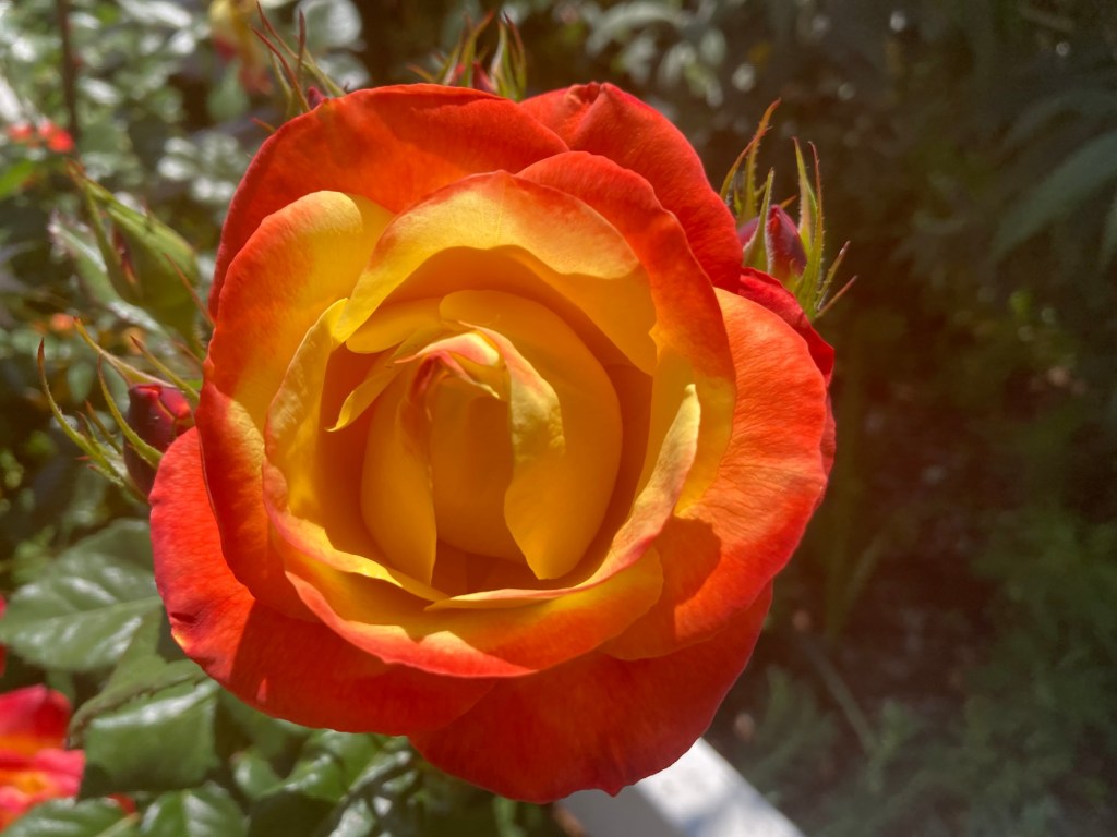 Why April is the ideal time for Southern California roses – Orange County Register
