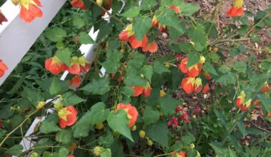Southern California maple trees like shade of their own. Here’s why – Orange County Register