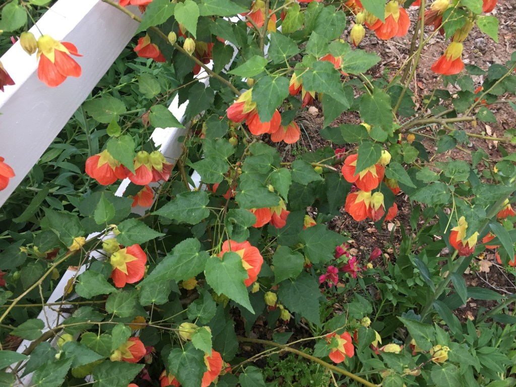 Southern California maple trees like shade of their own. Here’s why – Orange County Register