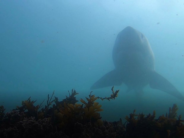 A juvenile white shark caught on one the Shark Lab's BRUV (baited remote underwater video) cameras which are used to evaluate white shark prey availability in the water. (Courtesy of CSULB Shark Lab)