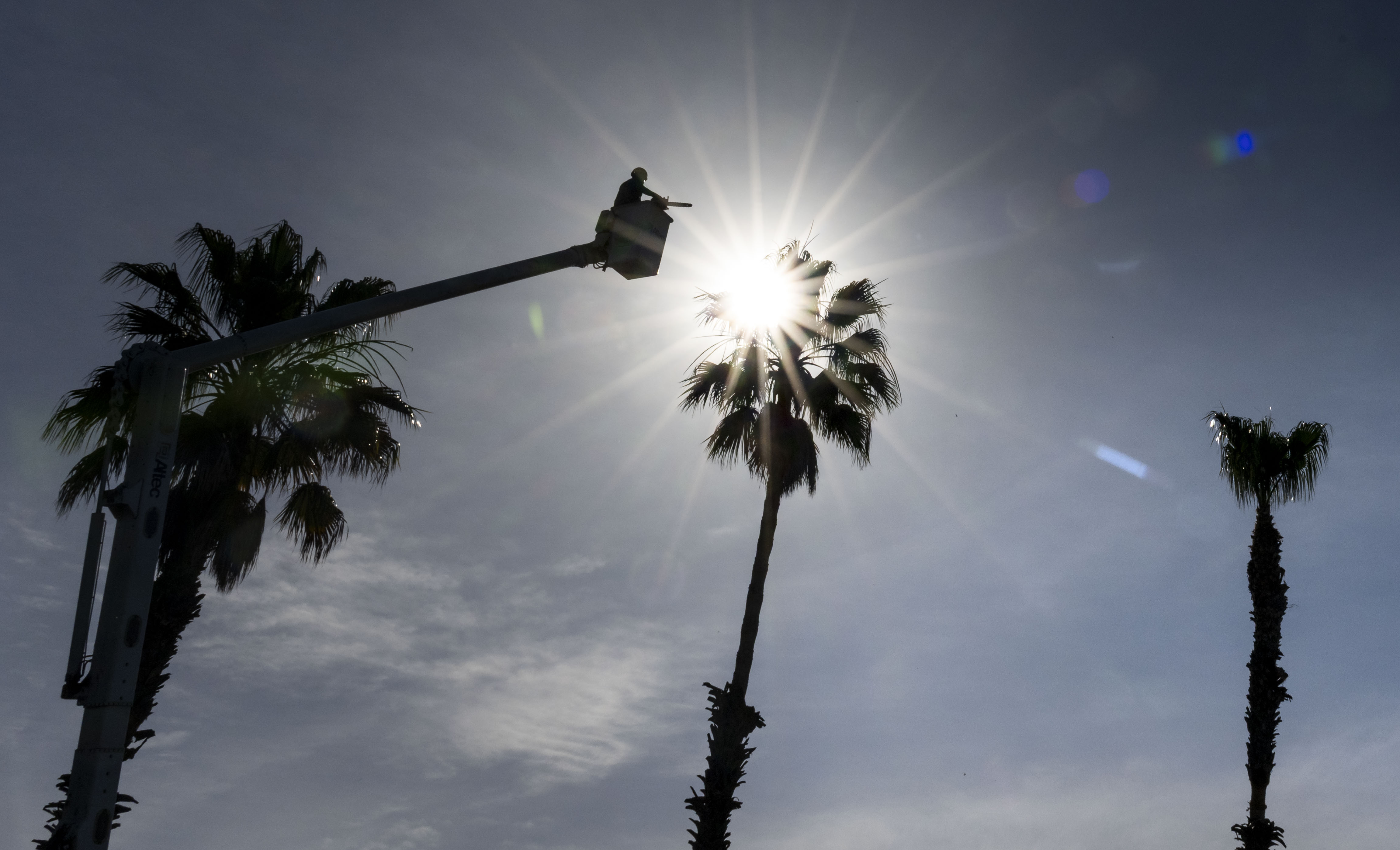 Workers trim palm trees in the morning heat in Mission...