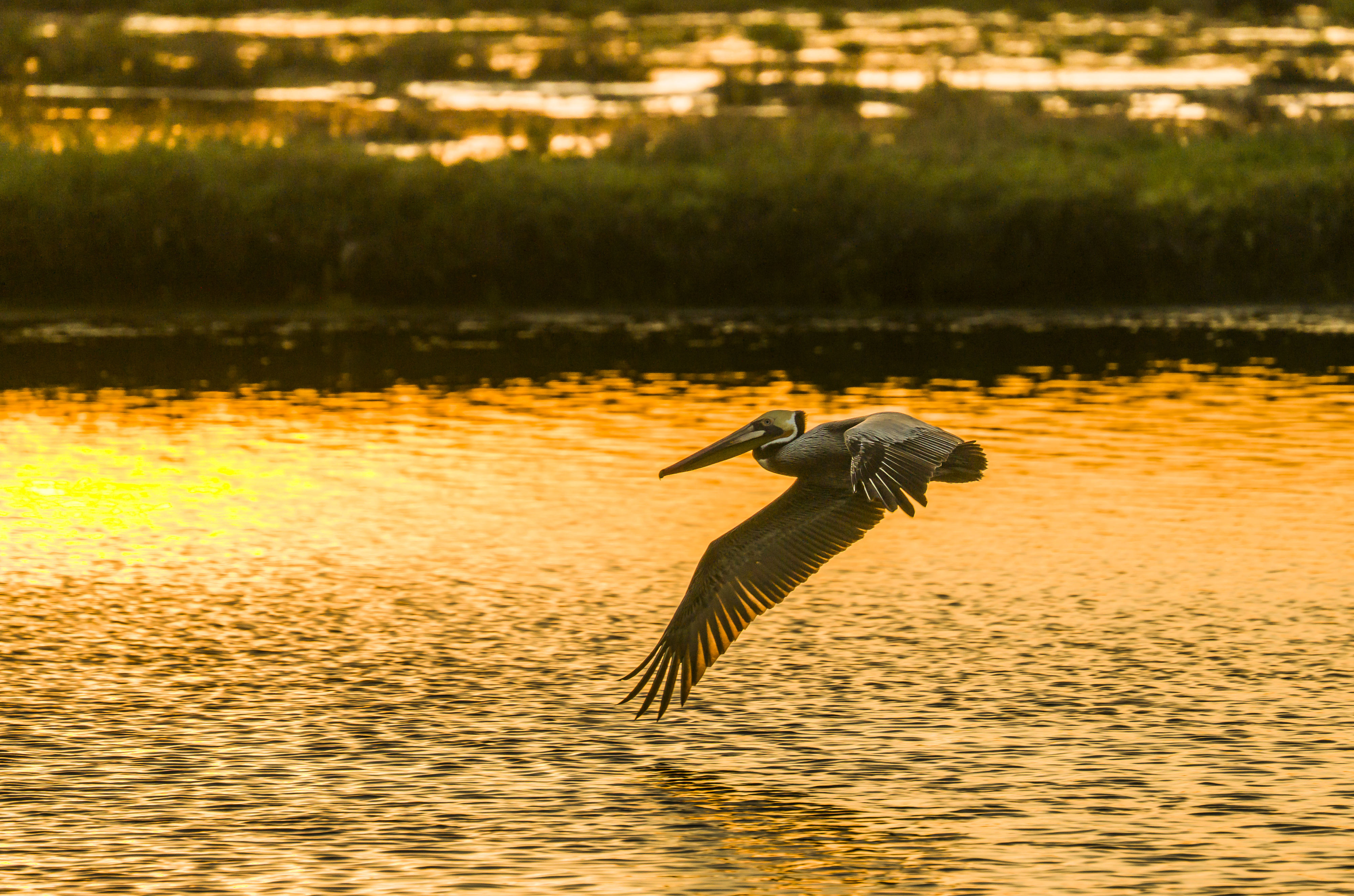 A pelican glides over the water at the Bolsa Chica...