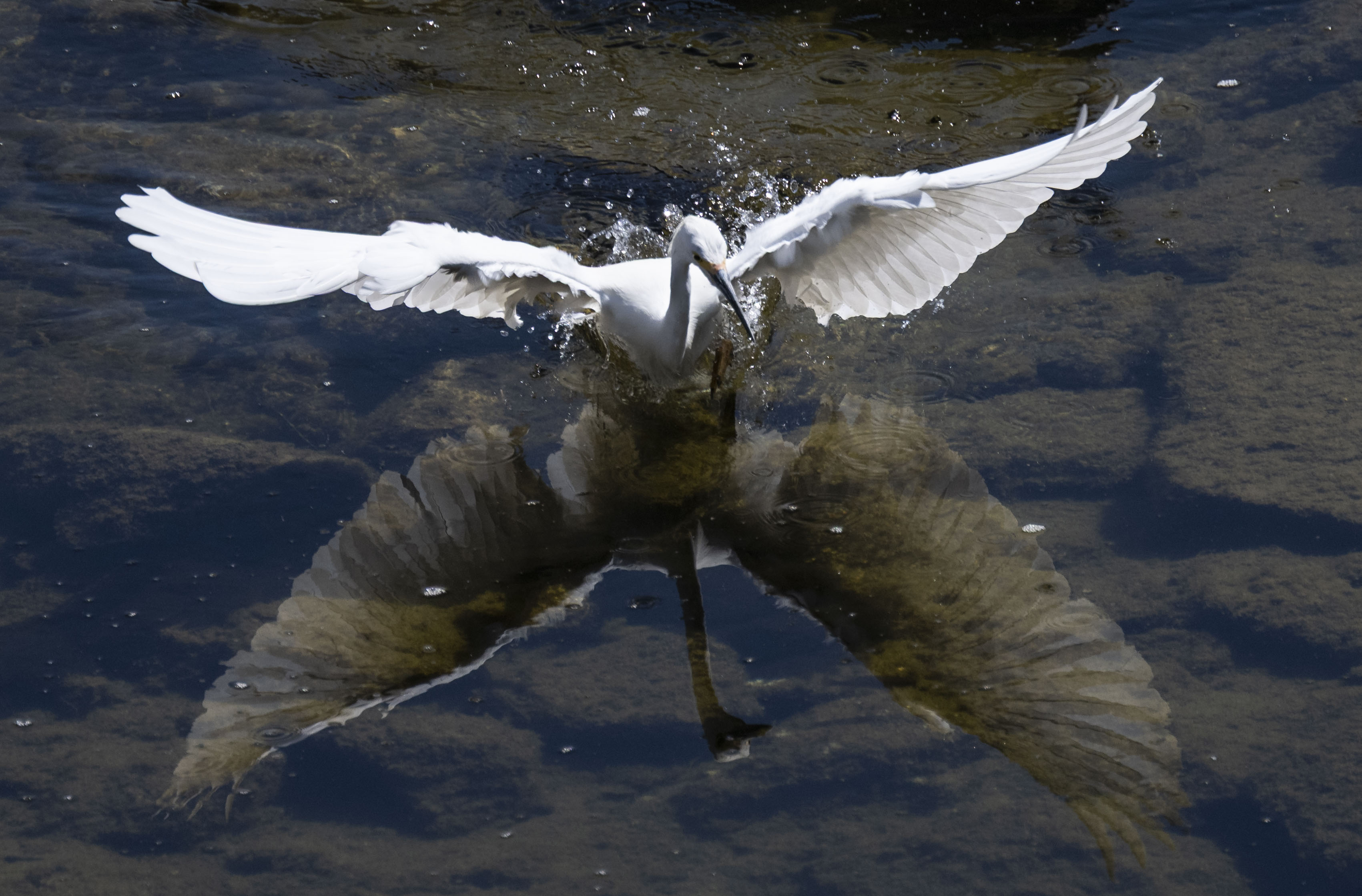 A Snowy Egret tries to stir up lunch in the...