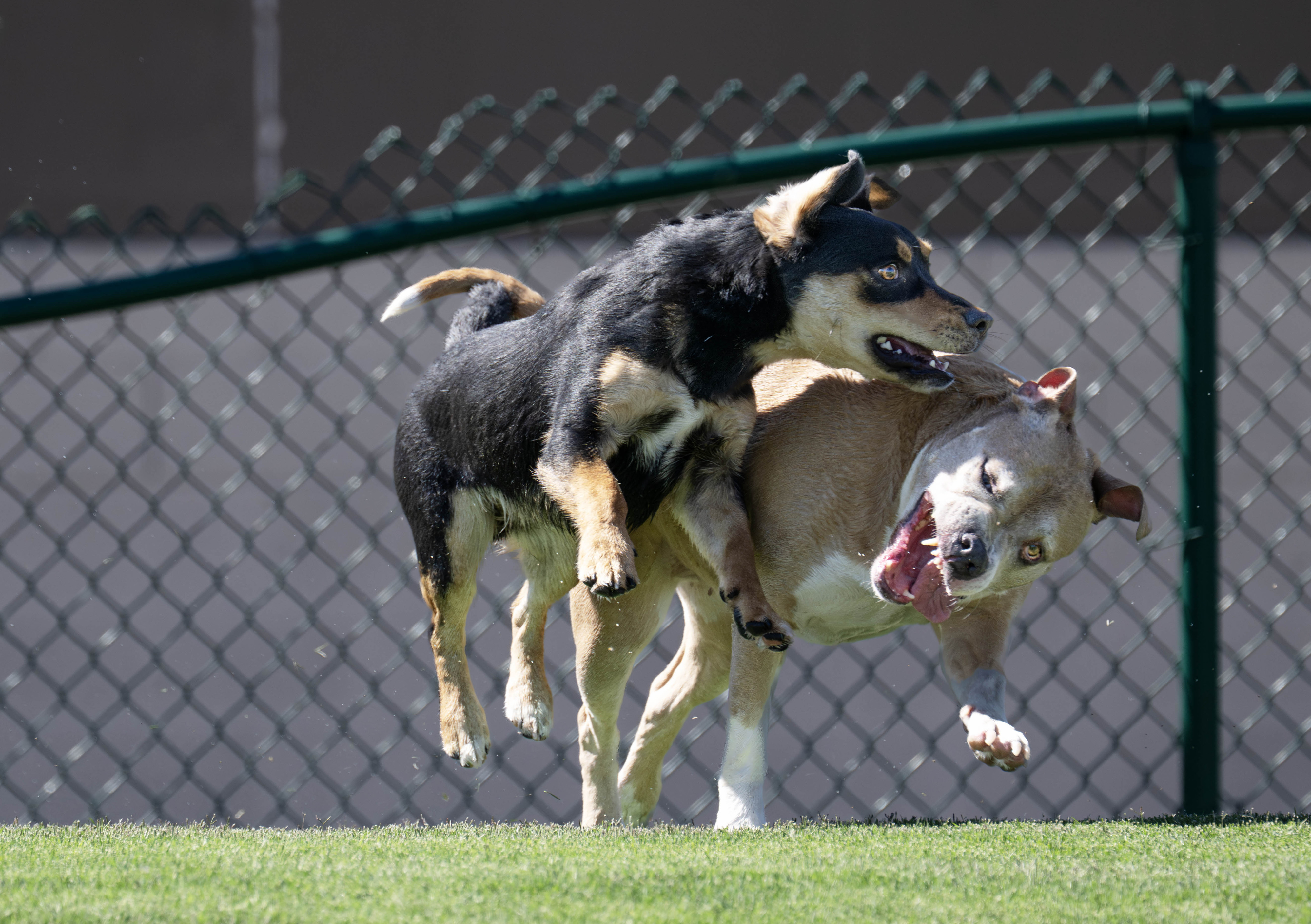 Bogey, left, and Bonnie frolic in Centennial.Parkâs big dog area...