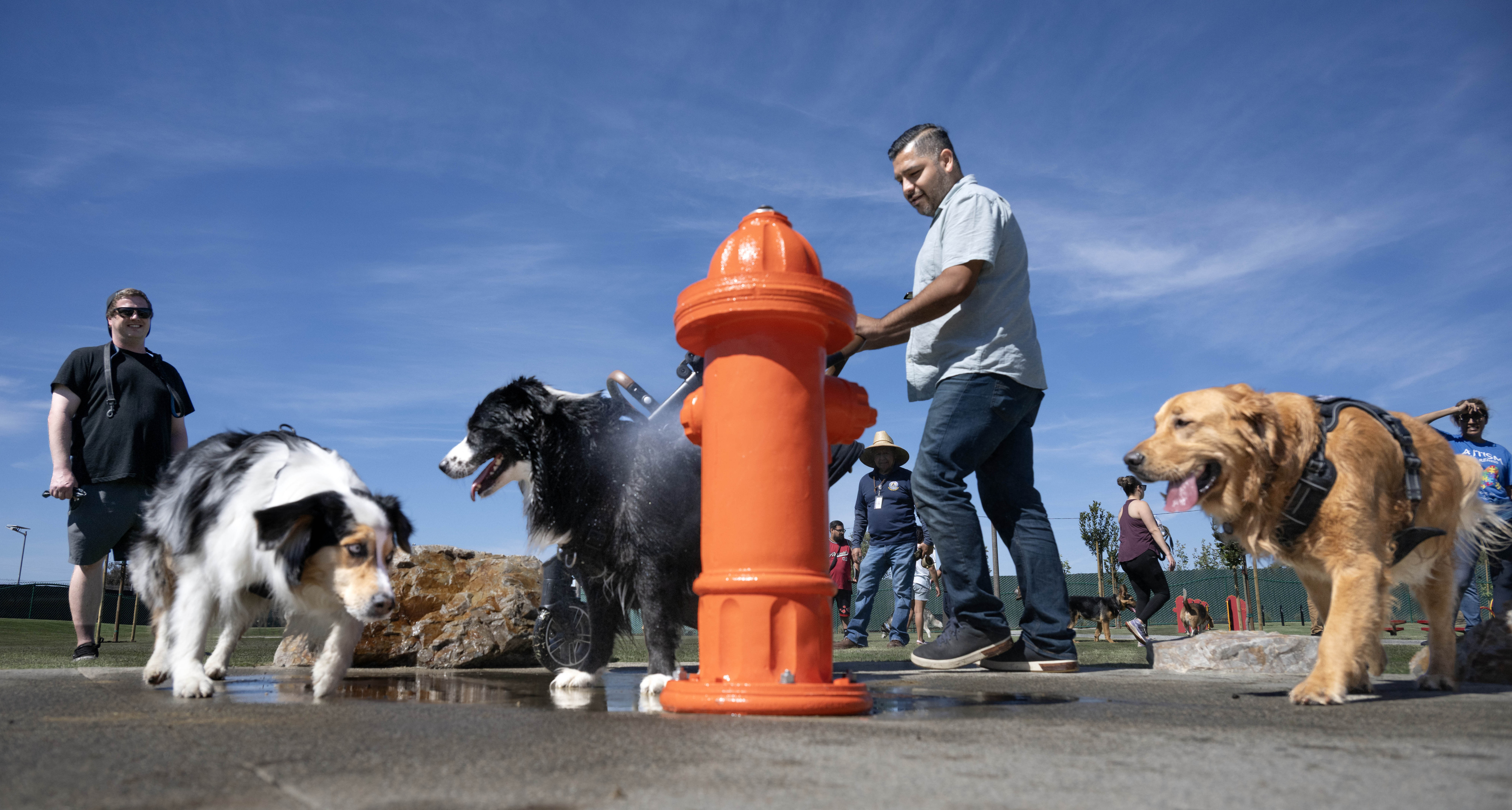 A fire hydrant water feature provides a place for dogs...