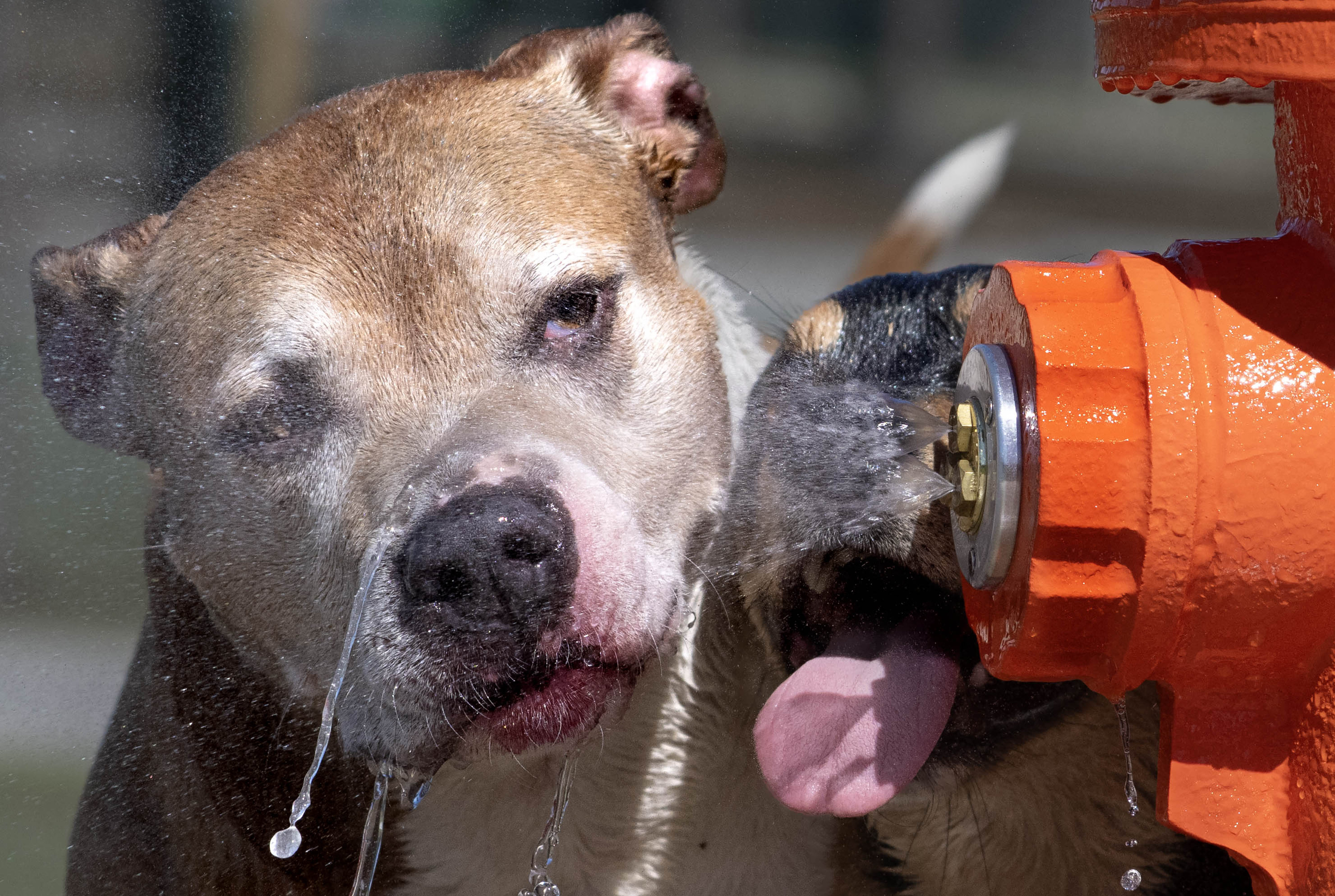 Bonnie, left, and Bogey cool off at the bright orange...