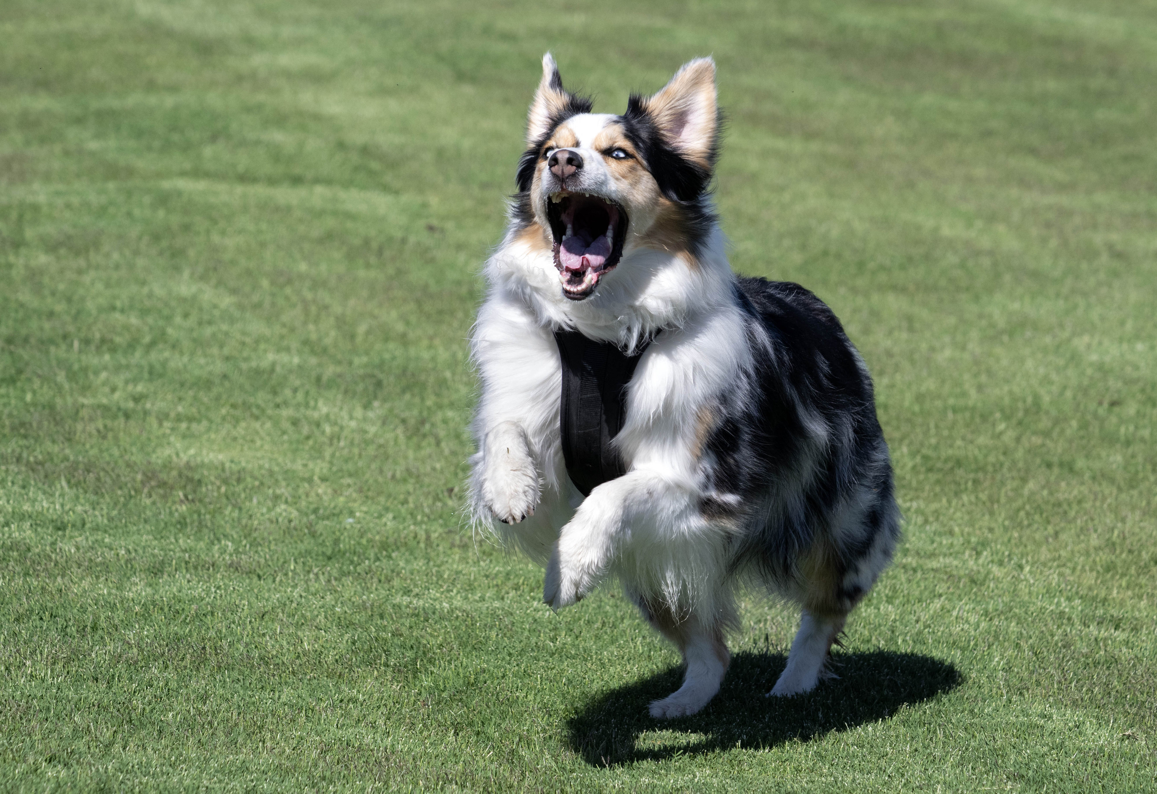 Elvy, a vociferous Australian shepherd, is overcome with energy during...