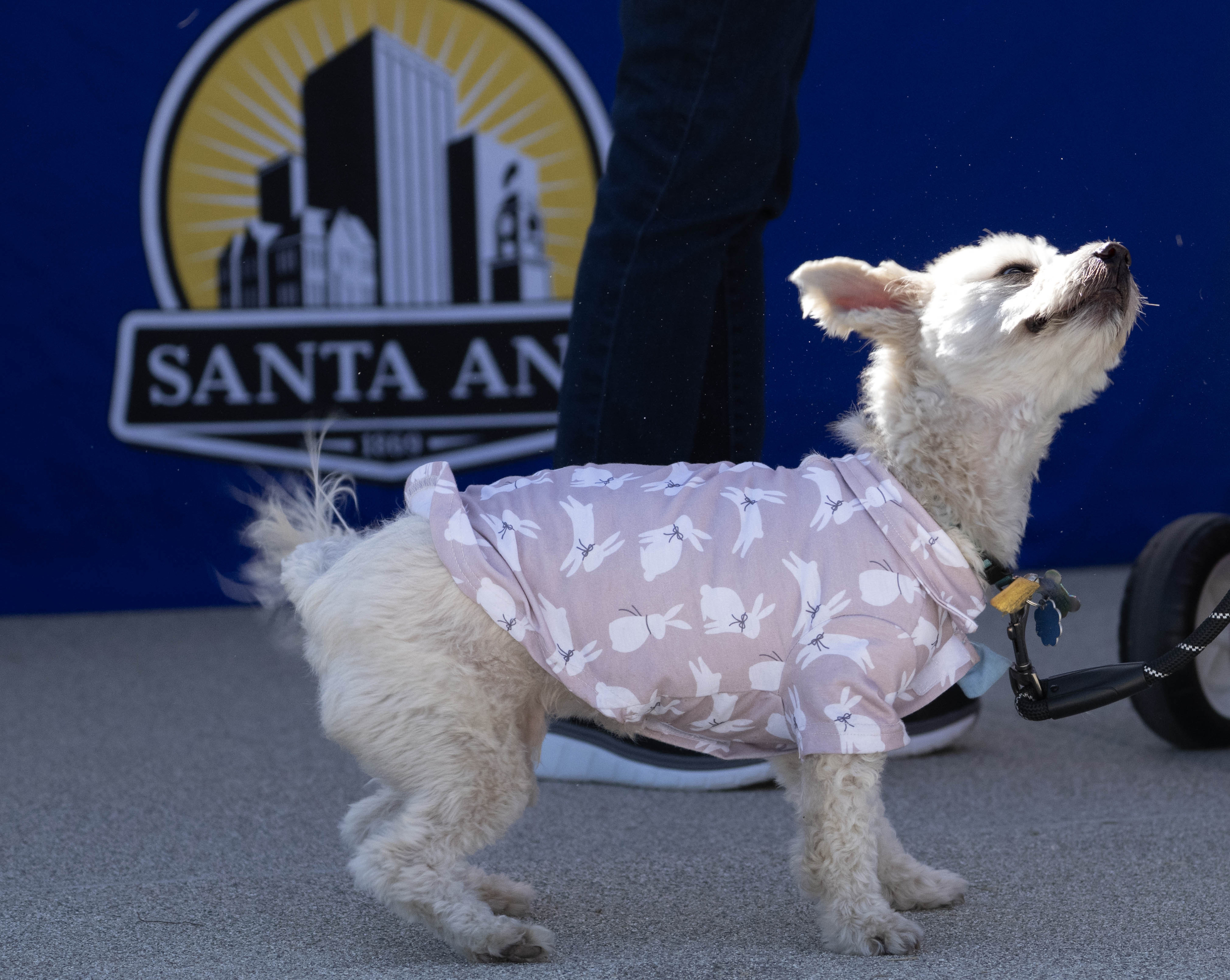 Benito waits with owner Angie Bahena for Santa Anaâs new...