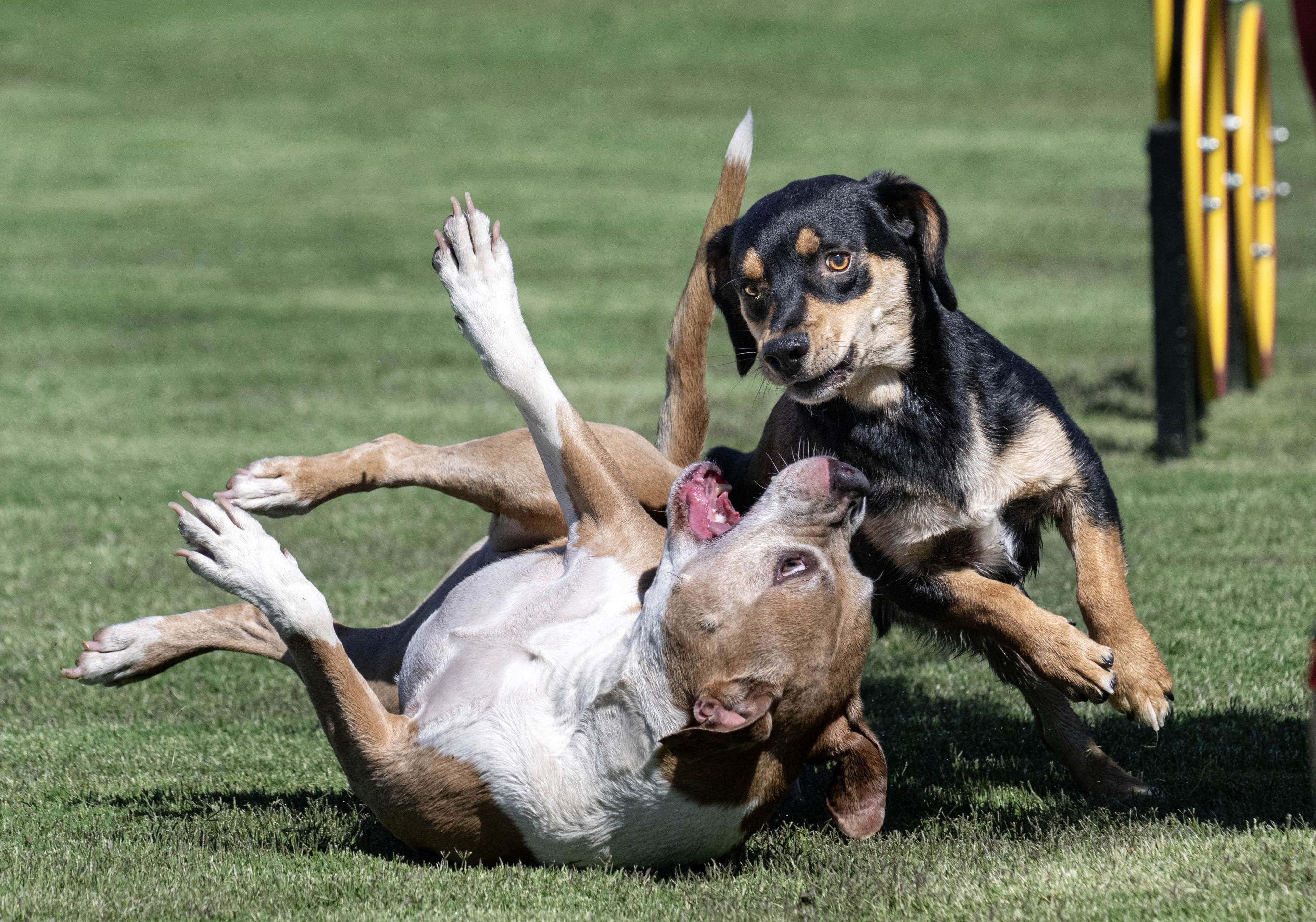 Bonnie, left, and Bogey, frolic in Centennial Parkâs big dog...