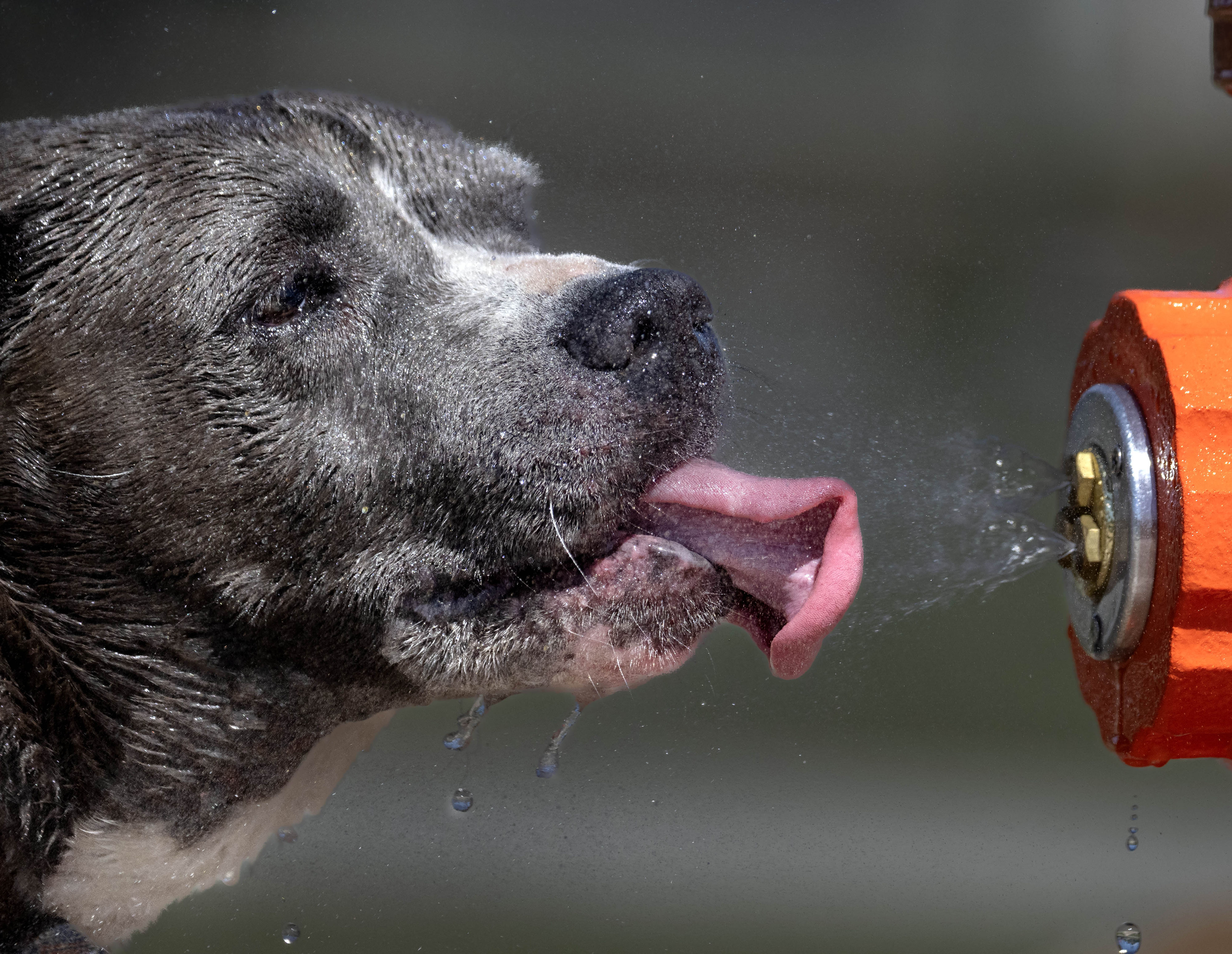 Luna takes a hydration break after romping in Santa Anaâs...