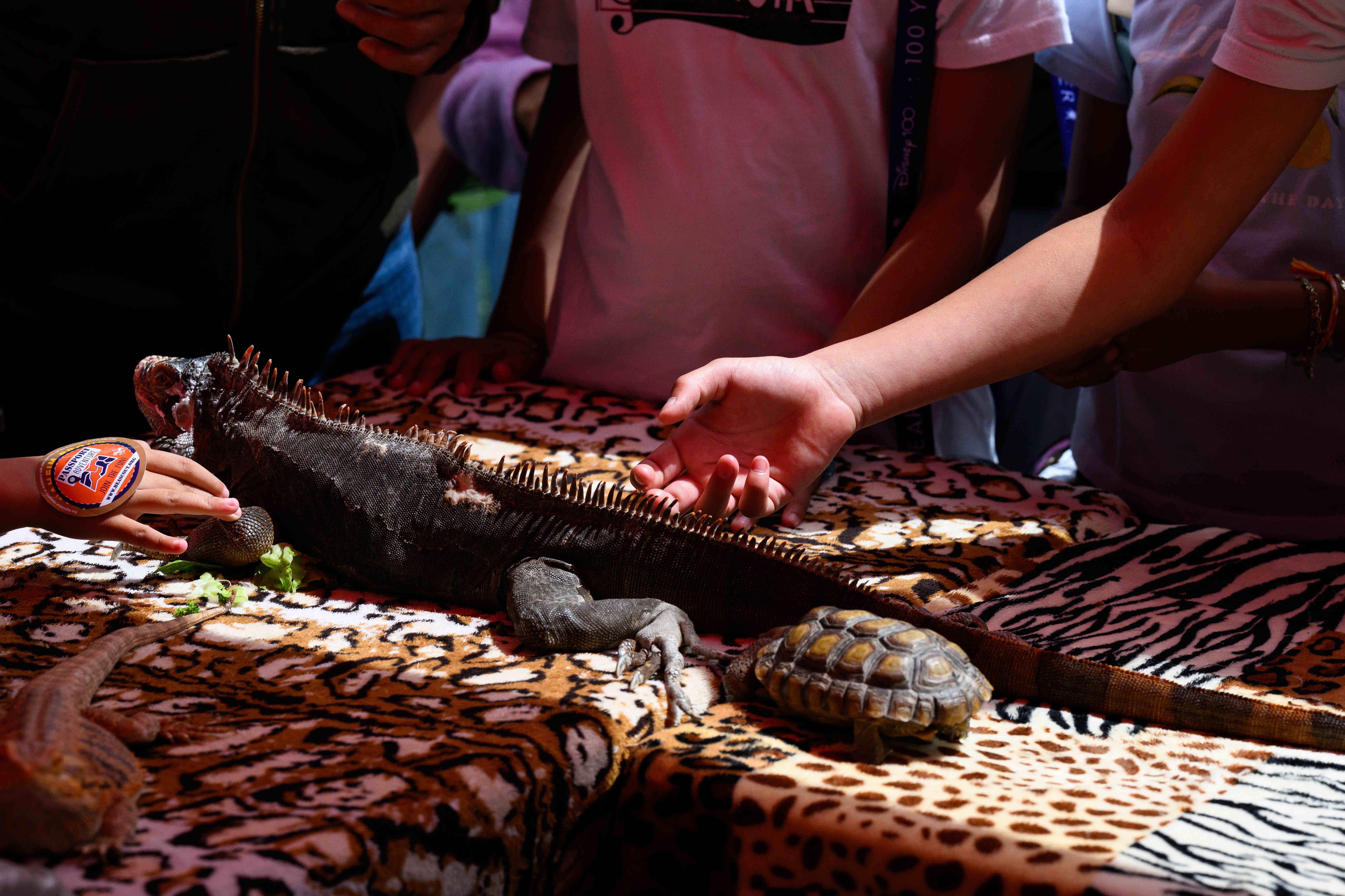People pet an iguana and tortoise at the Mobile Zoo...