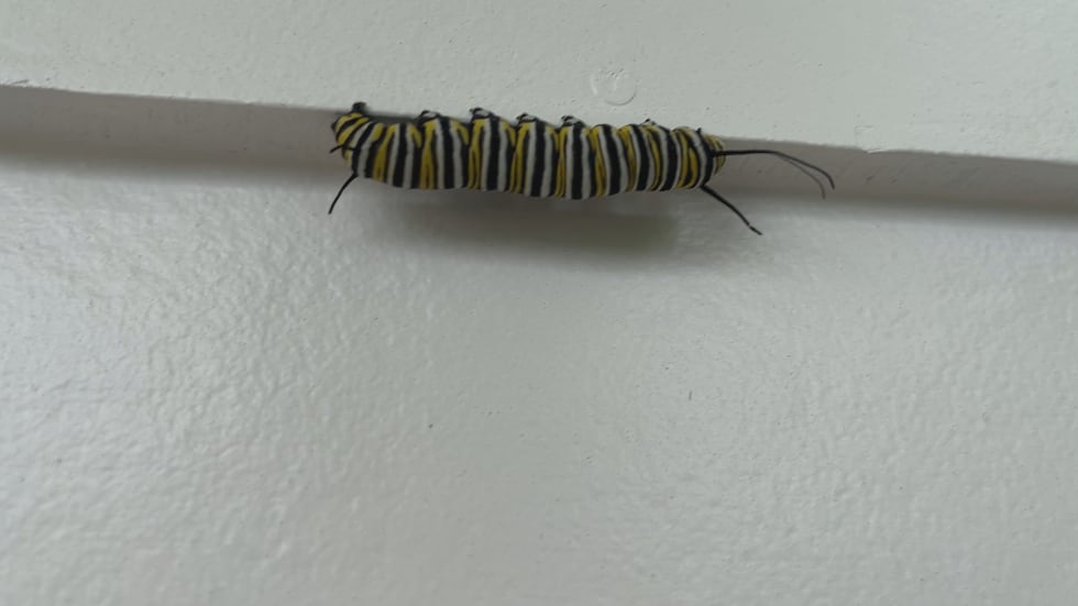 Holly Hahne has more than 100 caterpillars waiting to turn into butterflies. She started...