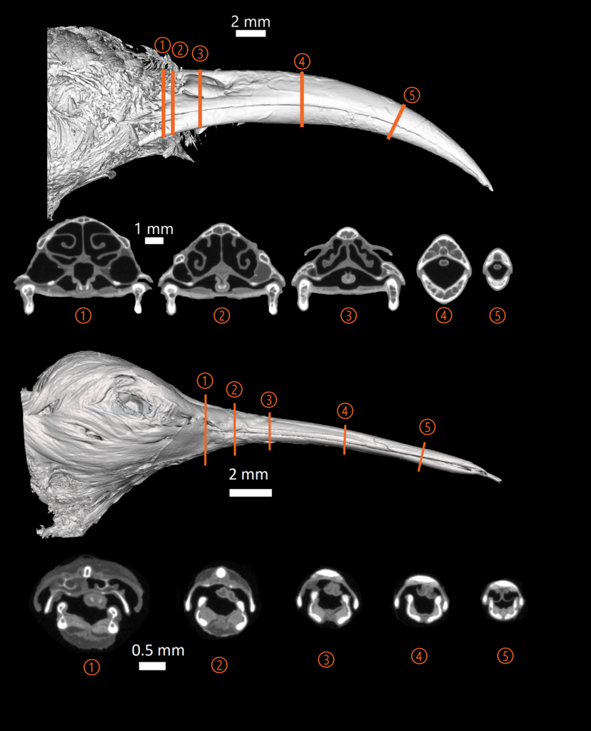 black and white images of two bird beaks and cross sections through the tongue of each