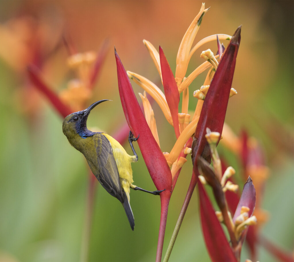 a yellow and blue bird with a long, curved bill on a red and yellow flower