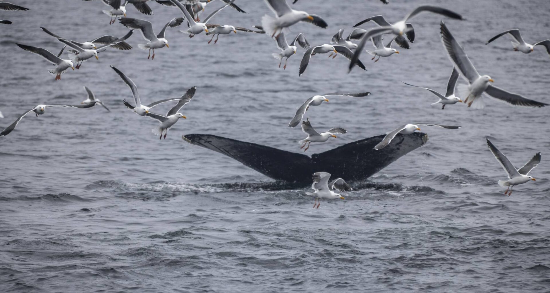 California Asks Ships to Hit the Brakes for Whales