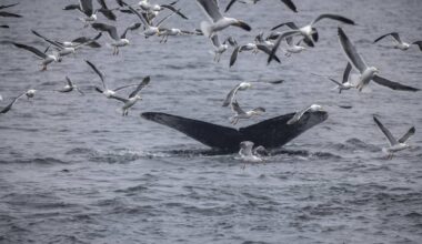 California Asks Ships to Hit the Brakes for Whales