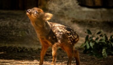 World’s smallest deer, a Pudu fawn, is born at the San Diego Zoo Safari Park – NBC 7 San Diego