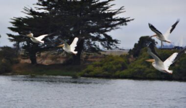Man, woman found dead Sunday in Berkeley’s Aquatic Park