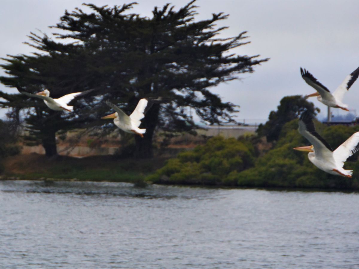 Man, woman found dead Sunday in Berkeley’s Aquatic Park
