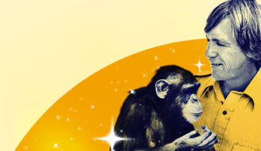 Beyond words: Roger Fouts ’64 found meaning in the eyes of a chimp named Washoe
