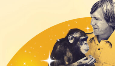 Beyond words: Roger Fouts ’64 found meaning in the eyes of a chimp named Washoe