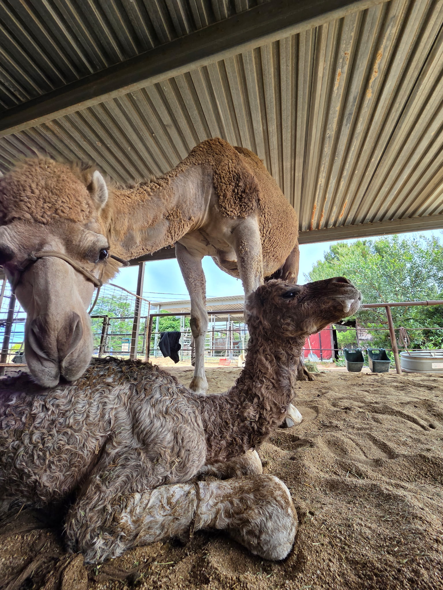 Candy and her new calf (yet unnamed). The male calf...