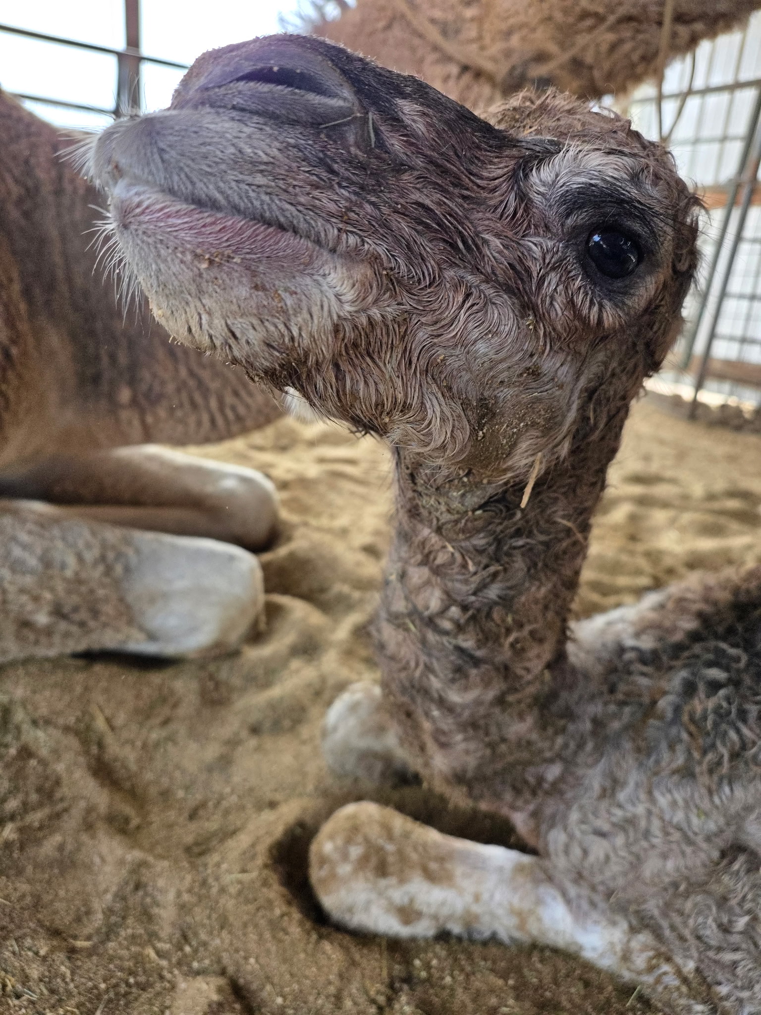 The new boy calf born April 16 to 9-year-old Candy...