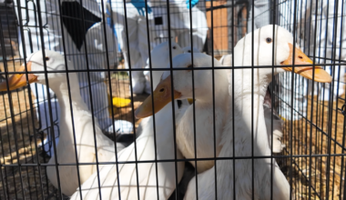 480 ducks available for adoption in Riverside County – NBC Los Angeles