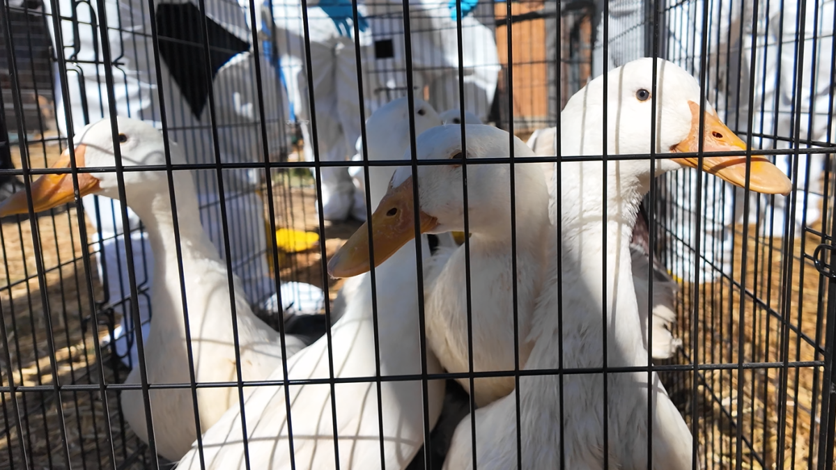 480 ducks available for adoption in Riverside County – NBC Los Angeles