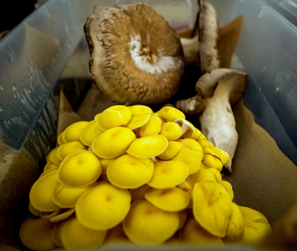 Fungi Foods launches with vegan, fried-mushroom sandwiches