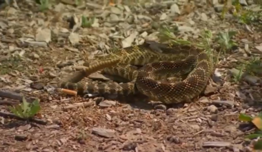 Ventura County reports ‘high volume’ of rattlesnake calls – NBC Los Angeles