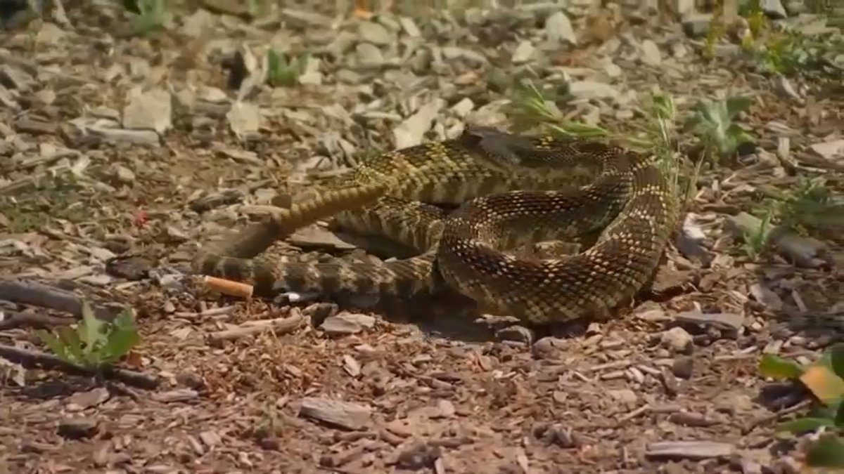 Ventura County reports ‘high volume’ of rattlesnake calls – NBC Los Angeles