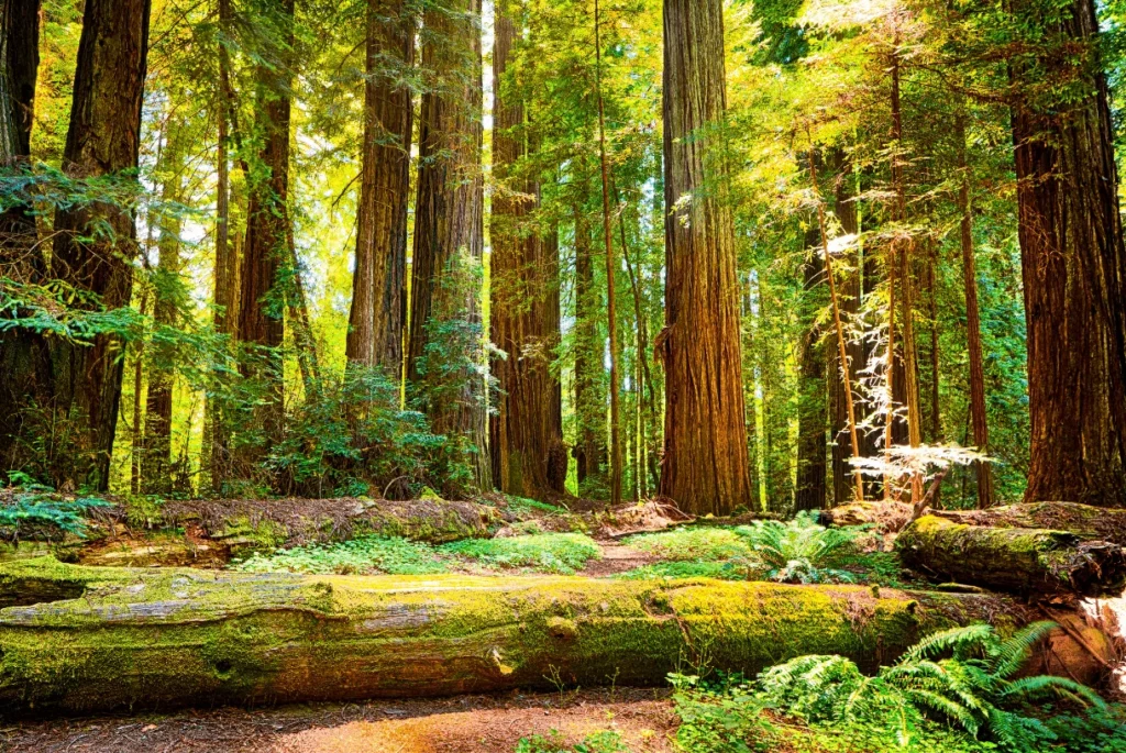 redwood forest