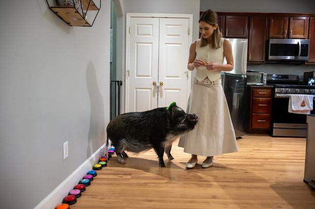 Mina Alali feeds Merlin, a miniature potbellied pig, a carrot at home in Sacramento on Thursday, April 2, 2026. The Instagram-famous pig recently earned a Guinness World Record for having the most Instagram followers of any pig.
