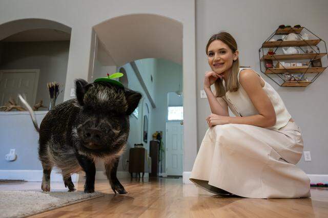 Mina Alali poses with Merlin, a miniature potbellied pig, at home in Sacramento on Thursday, April 2, 2026. The Instagram-famous pig recently earned a Guinness World Record for having the most Instagram followers of any pig.